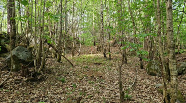 Løvskog med tynne trær, spredte steiner og en grunn dekket av løv og grønn undervegetasjon.