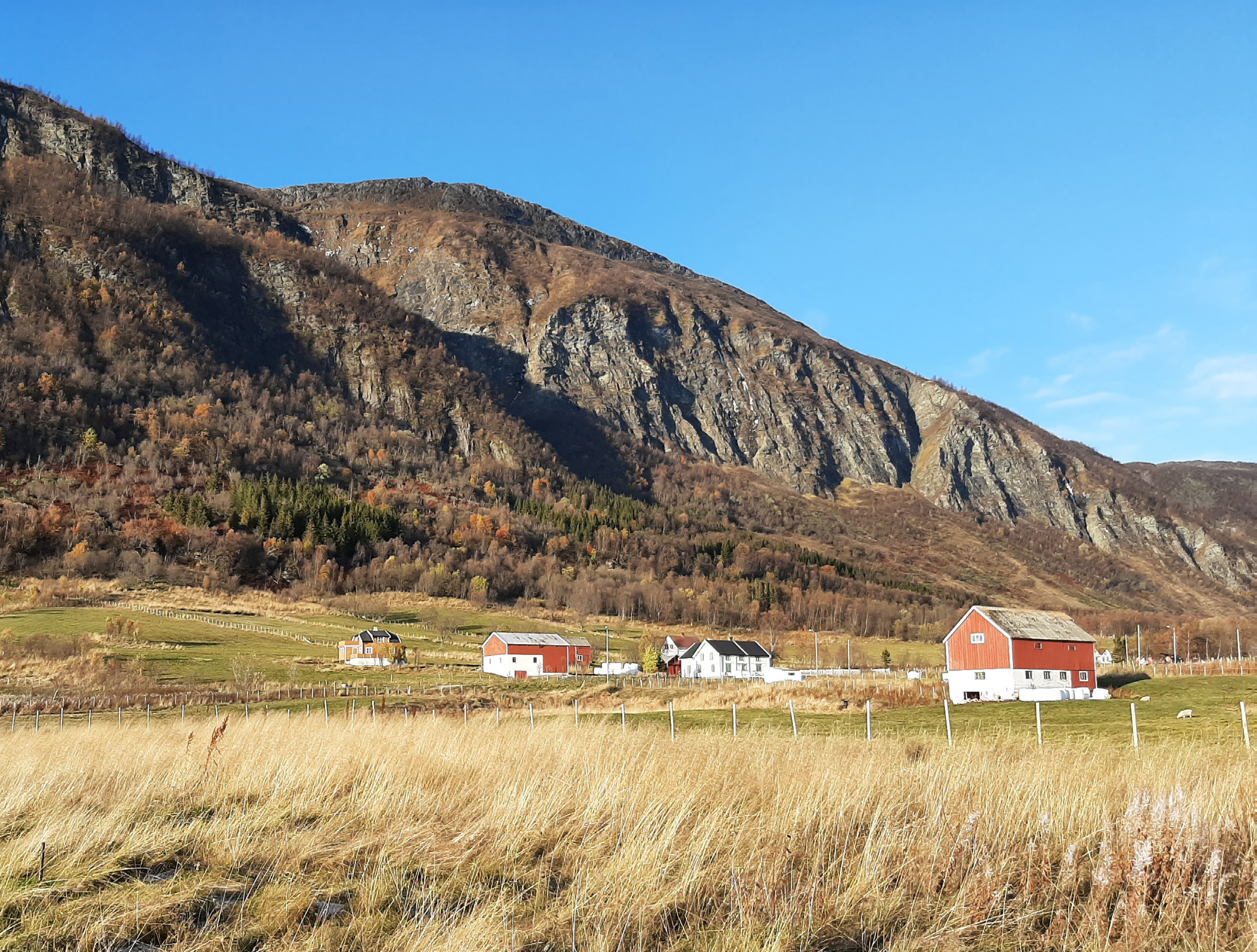 Gården Nedrum med Nergaardhuset 6 Gårdshus og låver med røde og hvite fasader står på en gresslette ved foten av et steinete, trekledd fjell under en klarblå himmel.