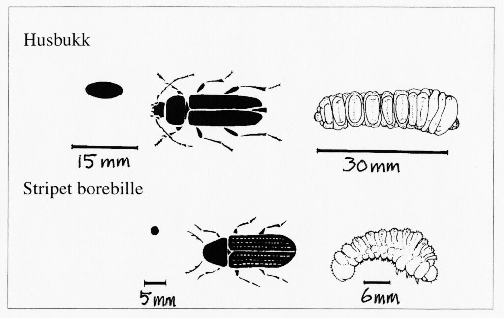 Diagram som viser voksen- og larvestadier hos husbukk og stripet borebille, med størrelsesskalaer: 15 mm, 30 mm, 5 mm og 6 mm.